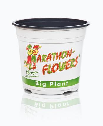 teku-slidershow-marathonflowers-blumentopf-en