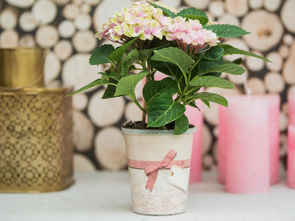 MDF avec hortensia teku-mdf-ambiente