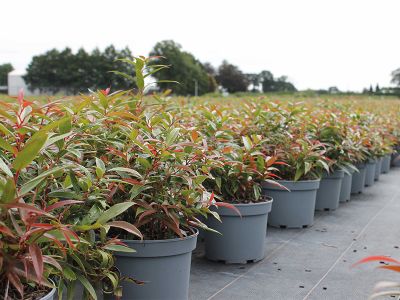 Kreislaufwirtschaft im Fokus: Die Baseline-Variante von P?ppelmann TEKU? bietet eine recycelbare Alternative zu schwarzen Pflanzt?pfen