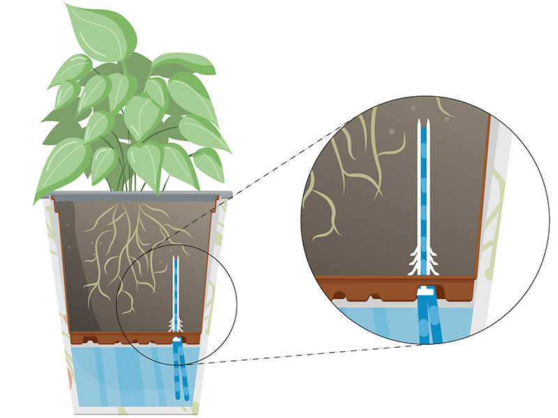 Mejores plantas